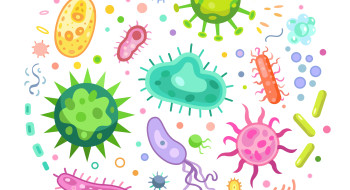 Mikrobiyota ve Bağırsak Sağlığı: Gündelik Hayatımıza Bilinmeyen Etkileri